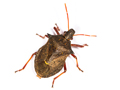 Picromerus bidens